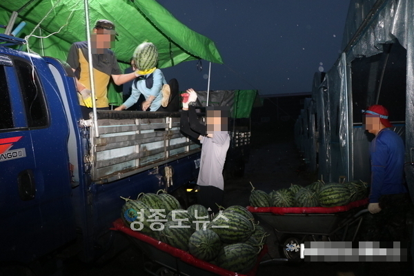 어두어진 저녁, 인부들이 수박을 따서 트럭에 실기 시작했다.