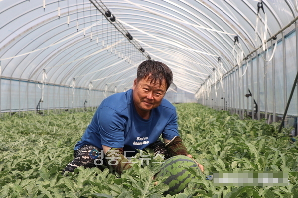 충청북도 충주시 신니면 수박재배 농가 양성수 씨. 수박농사가 잘 된 것에 대해 말한 뒤 비닐하우스에서 수박을 들어 보이고 있다. 