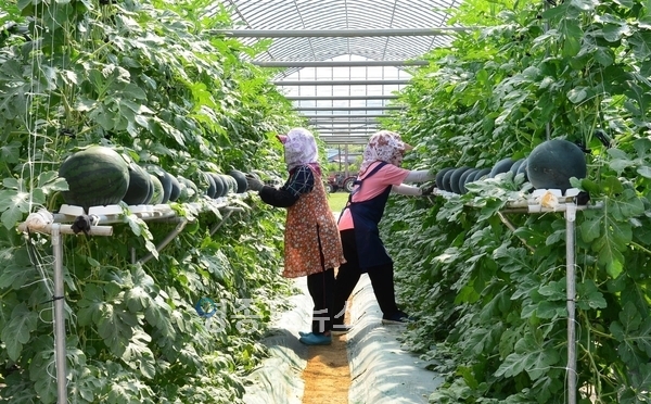 사진/ 충북 농업기술원 홈페이지 