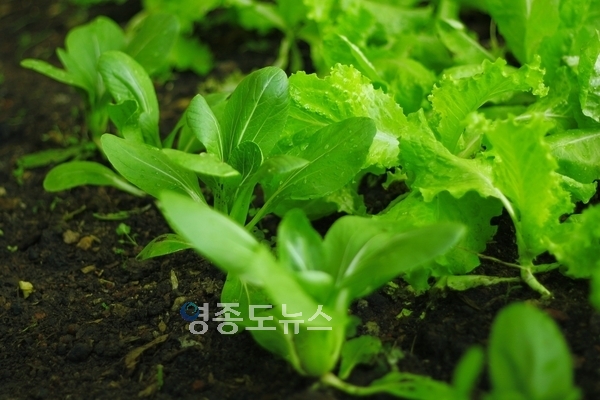 사진/ 픽사베이 