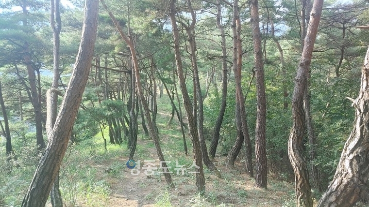 김현주 교수 제공 