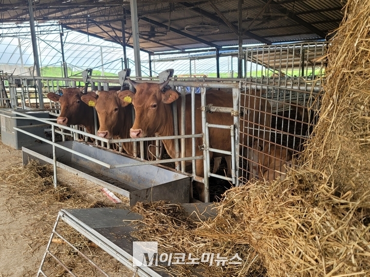 최근 축분과 짚 등을 섞어 만든 두엄을 고품질의 쌀 농사에 쓰고 있는 농가가 늘고 있다. 사진은 전남 함평군의 어느 축사 모습 