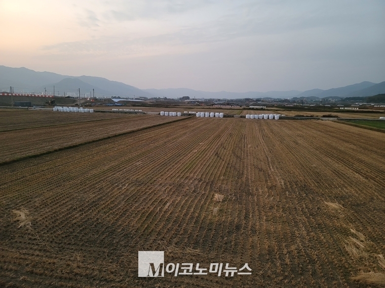 조사료(粗飼料)로 쓰기 위해 논 가운데 공룡알처럼 비닐로 포장한 볏짚. 흙의 생태계가 살고 밥 맛이 좋은 쌀을 생산하려면 이러한 볖집을 조사료로 쓸 게 아니라 논에 다시 돌려줘야 한다는 목소리가 일고 있다. 사진은 가을철 추수가 끝난 우리나라 논에서 흔히 볼 수 있는 모습. 