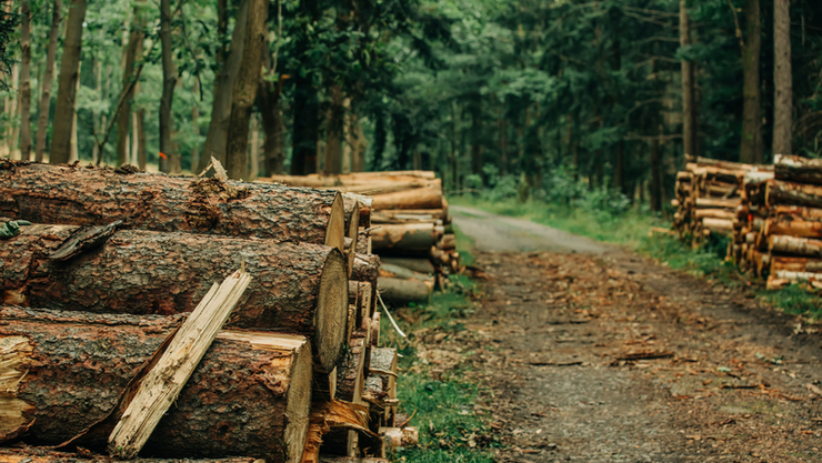 산림의 모세혈관 같은 임도(林道)···공익적 가치 재평가돼야
